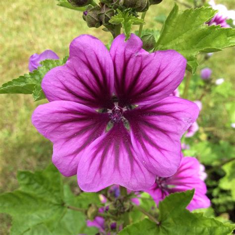 Hollyhock: Ancient Lore and Modern Applications